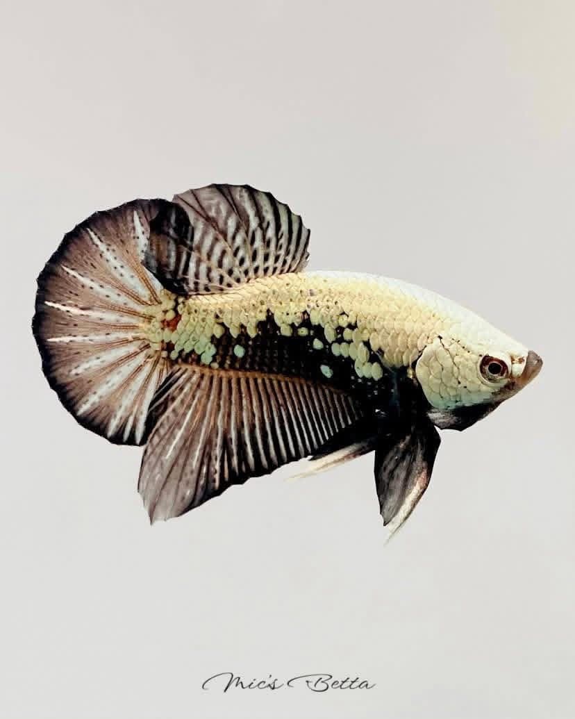Copper avatar wild-type plakat betta with dragon scales