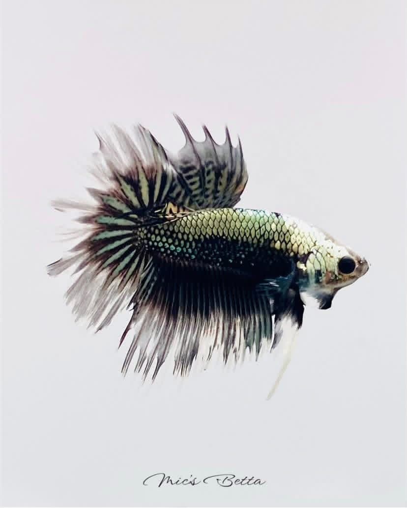 White opal halfmoon betta flaring