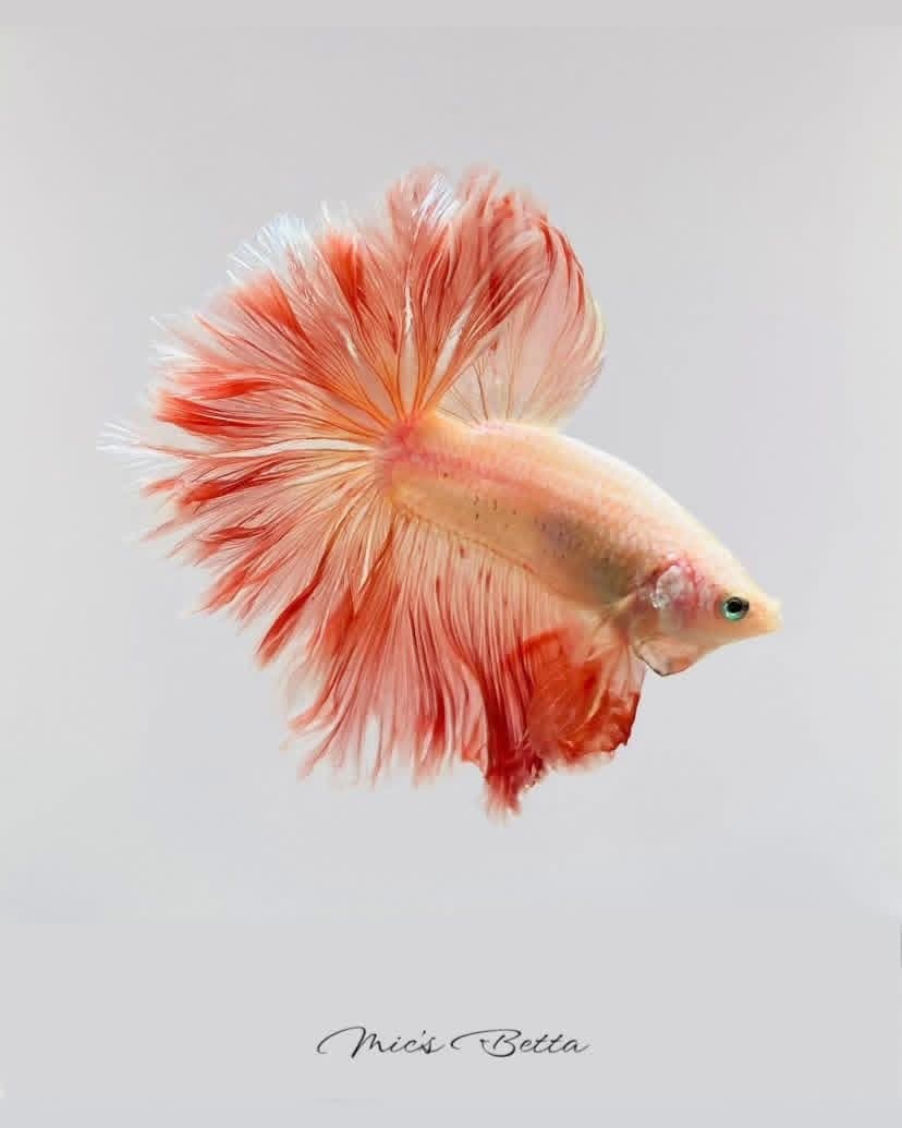 Salmon orange rosetail halfmoon betta with full fan tail