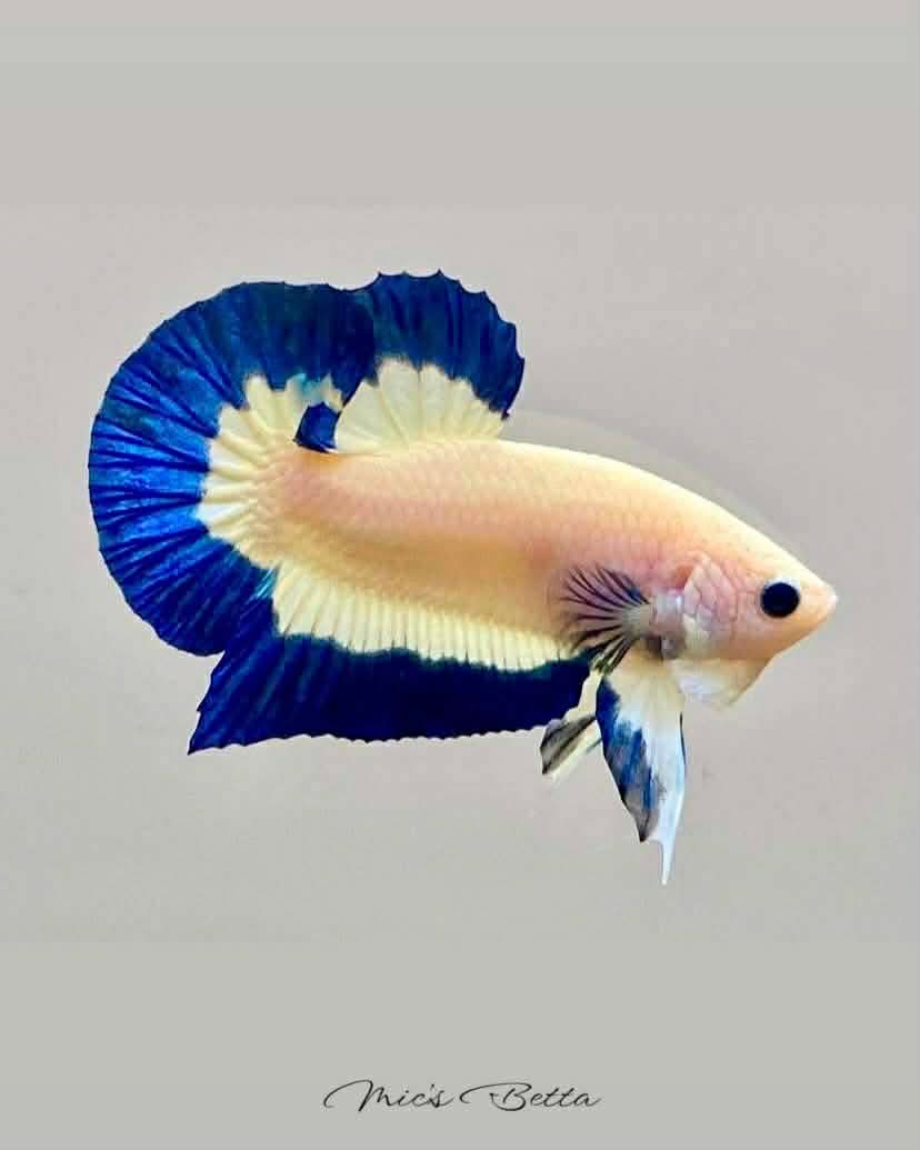 Blue marble butterfly halfmoon plakat betta