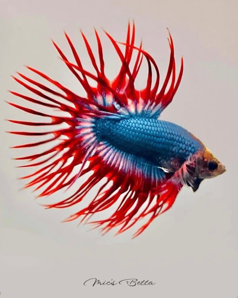 Red and blue kingtail crowntail betta flaring
